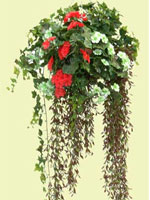 Hanging Planter