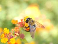 The Lessons From A Honeybee (Contd)