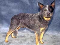 Oldest dog