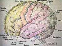 Brain Area Making Us Feel 'Adventurous' Foun Brain Area Making Us Feel 'Adventurous' Foun