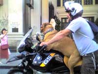 Dog on motorbike