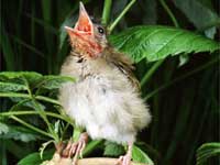Artificial Nesting
