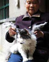 A Cat With Mysterious Wings A Cat With Mysterious Wings