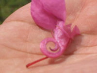 Lord Ganesha Appears On Flower Lord Ganesha Appears On Flower