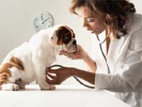 Elderly dogs to be made young again