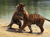 Lets Take A Toil At The World's Oldest Zoo