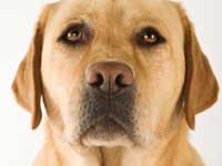 Petcare, Dog Wheelchair