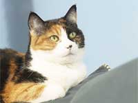 Cats May Trigger eczema In Babies