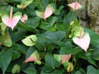 Anthurium Varieties