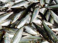How to buy Fresh Fish?