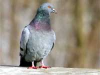 Pigeon Care Tips Pigeon Care Tips