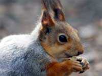 Pet Squirrel Care Tips Pet Squirrel Care Tips