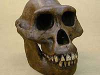 Scientists uncover oldest known archeology,brain,civilization,discovery Scientists uncover oldest known archeology,brain,civilization,discovery