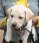Labrador Puppy