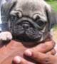 Pug
