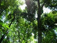 Prince Charles To Save Rainforests' Prince Charles To Save Rainforests'