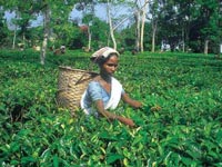 Assam To Turn In To Tourist Destination