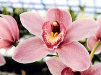 Sikkim Orchid Flower Show Sikkim Orchid Flower Show