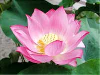 Lotus Flower, Hindu Tradition