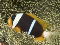 Fish That Give Hallucinations Fish That Give Hallucinations