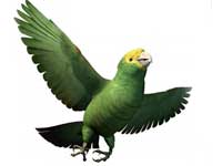 Pet Parrot Pet Parrot