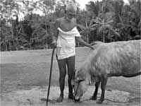 Healing Miracle, Ramana Maharshi