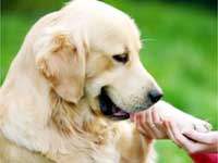 Dog training centres