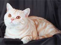 Pet Cat Pet Cat