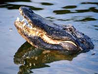 Alligator & Dog