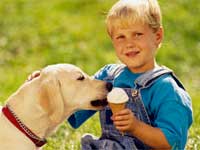 Pet food 