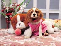 Dog Fashion Dog Fashion