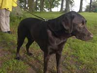 labrador 
