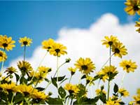 Renunciation Is In The Mind Renunciation Is In The Mind