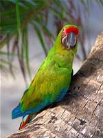 Pretty Parrot