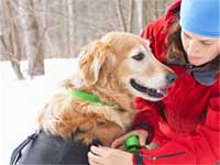 Pets Are The Best Companions Pets Are The Best Companions
