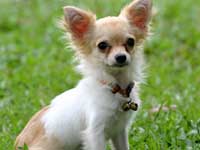 Chihuahua