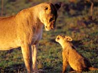 Lioness with her cub