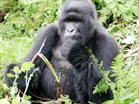Mountain Gorilla Mountain Gorilla