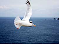 Total Freedom, Osho
