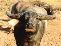 Wild Buffaloes