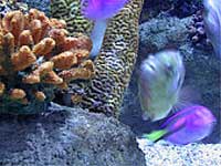 Coral Reef