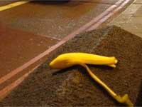 Litter Litter