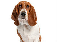 Depressed dog