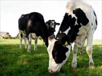 Cows To Produce 20 Percent More Milk With GE ryegrass Cows To Produce 20 Percent More Milk With GE ryegrass