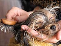 Brush your pet