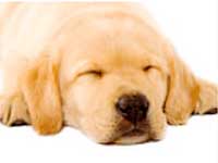 Protect Your Pet Dog With Regular Vaccines Protect Your Pet Dog With Regular Vaccines