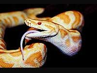 Snakes Snakes