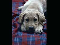 Is Your Dog Depressed? Is Your Dog Depressed?