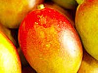 Raw Mangoes