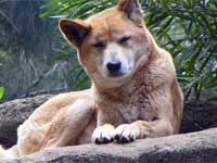 Dingo
